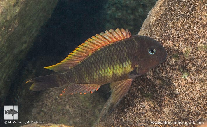 Tropheus moorii 'Mtosi' (Red Namansi)